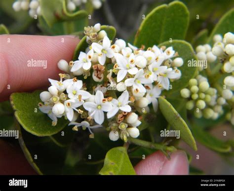 Black Ironwood Olea Capensis Stock Photo Alamy