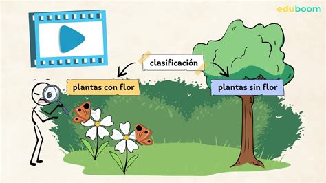 Grupos De Plantas Ciencias De La Naturaleza Primaria