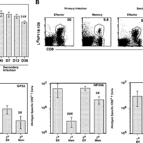 Secondary effector cells undergo less contraction than primary effector ...