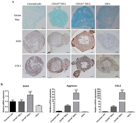 Comparison Of Chondrogenic Differentiation Potential A Pellets