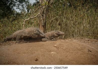 Mating Komodo Dragons Images Stock Photos And Vectors Shutterstock