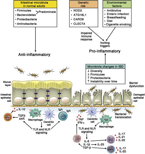 The Microbiome And Inflammatory Bowel Disease Journal Of Allergy And Clinical Immunology