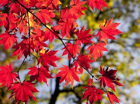 Can You Eat Maple Leaves? (All You Need to Know)