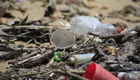 La contaminación por microplásticos amenaza las lagunas costeras del ...