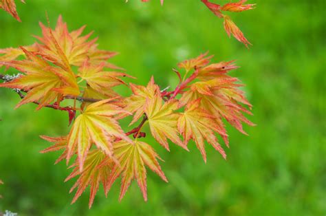 Acer Palmatum Orange Dream 14l Pot