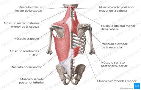 Anatom A De La Espalda Columna Y M Sculos De La Espalda Kenhub