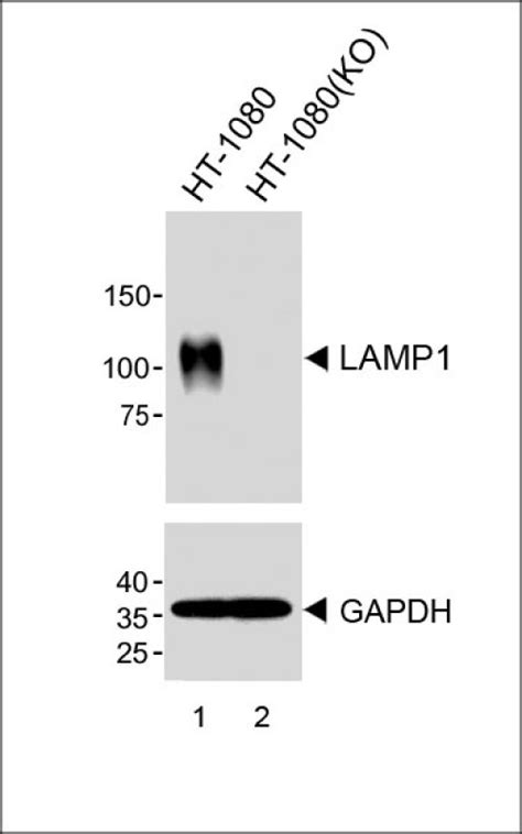 Lamp1 Antibody Purified Mouse Monoclonal Antibody Mab Wb Ihc P If