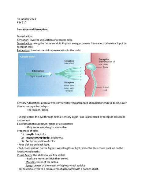 Sensation And Perception Notes 30 January 2023 PSY 110 Sensation And