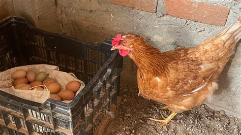 Gallinas Empiezan A Poner Huevos En Grandes Cantidades YouTube