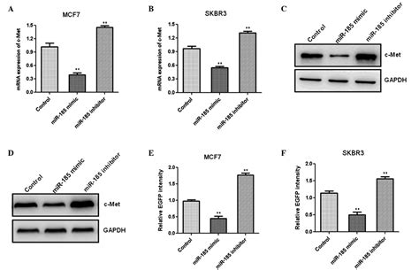 Microrna Inhibits Proliferation By Targeting Cmet In Human Breast