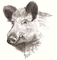 A Black And White Drawing Of A Pig