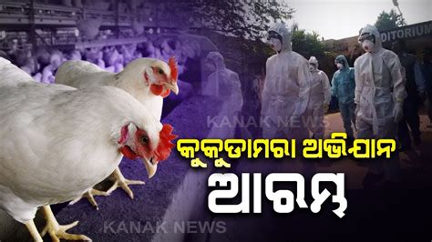 Bird Flu In Bhubaneswar Chicken Culling Beings In Ouat Youtube