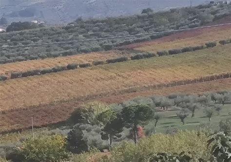 Banca Delle Terre Agricole Dal Molise 160 Ettari All Asta Business