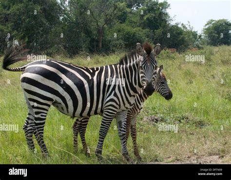 Female african plains zebra foal hi-res stock photography and images - Alamy