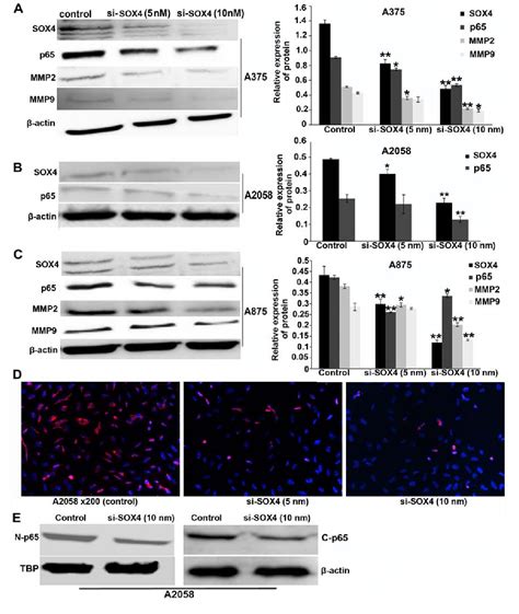 Figure From Sox Promotes Melanoma Cell Migration And Invasion Though