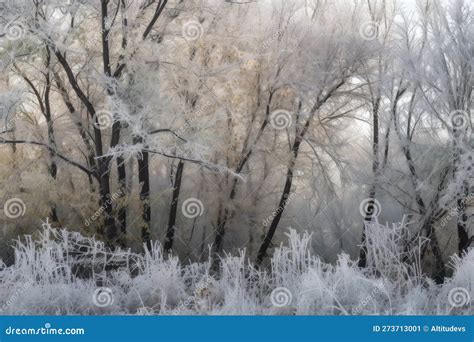 Beautiful Ice Storm, with Trees and Foliage Encased in Delicate ...