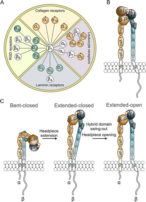 Integrin Subunit Assemblies And Structural Aspects Of Integrin