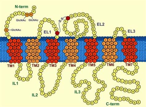 Schematic View Of Adenosine A 3 Receptor Structure Download