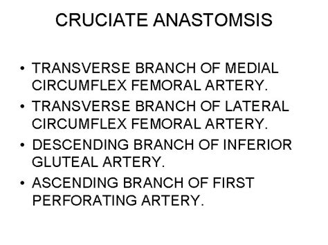 Gluteal Region Boundaries Gluteus Maximus Structures Deep To