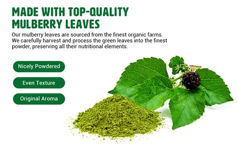 Mulberry Leaf Powder Mulberry Leaf Extract All Natural