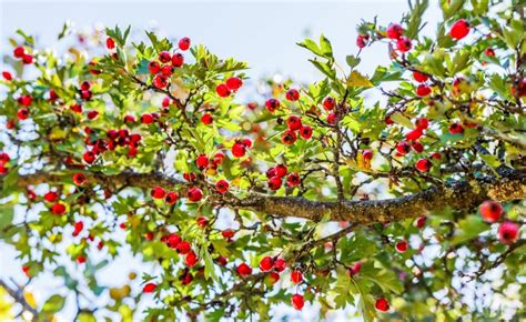 Aub Pine Comment Le Planter Et L Entretenir Dans Le Jardin