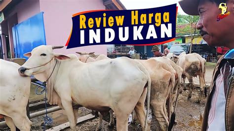 Update Harga Babon Indukan Bakalan Breeding Sapi Jawa Po Kebumen Youtube