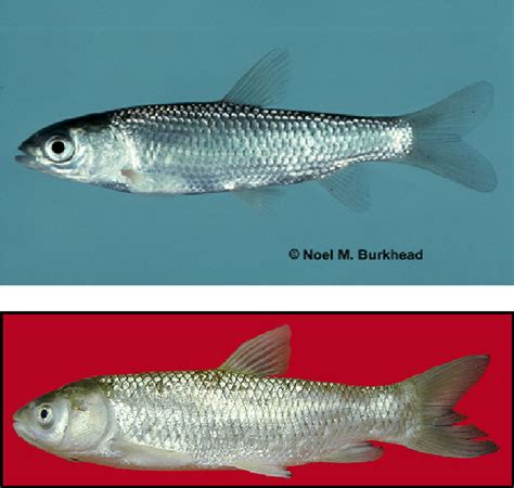 Figure 1 From Grass Carp Ctenopharyngodon Idella Semantic Scholar