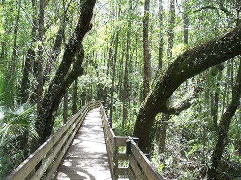 Six Mile Cypress Slough Preserve Boardwalk Photograph by David Zuhusky ...