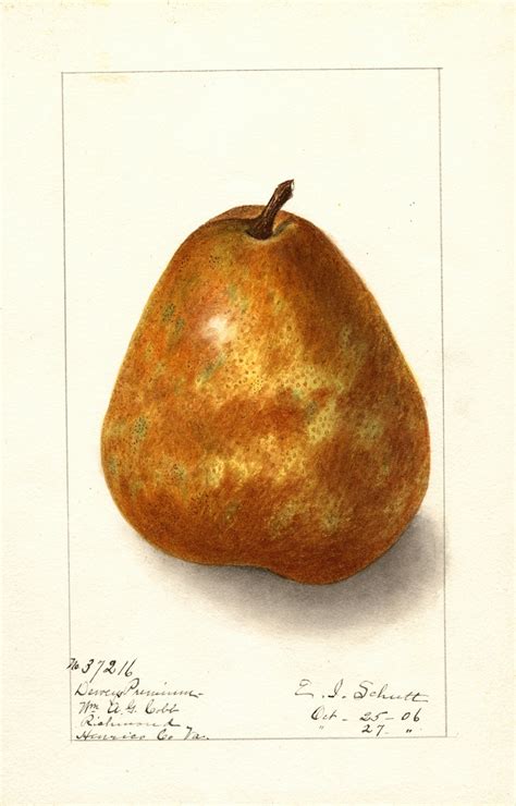 Pyrus Communis Deweys Premium By Ellen Isham Schutt Artvee