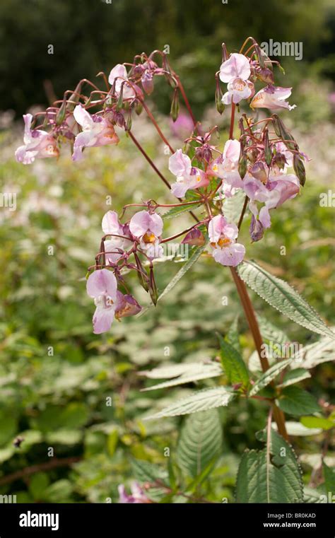 Himalayan Balsam flowers in bloom, Wales UK Stock Photo - Alamy