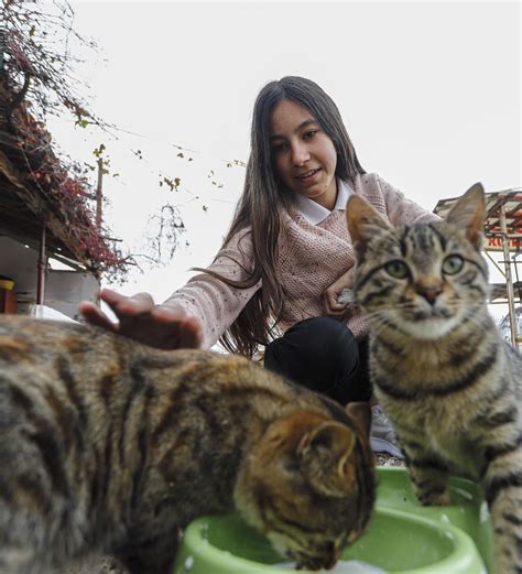 Sokak Kedileri I In Har L Yetmeyince Ombudsmana Ba Vurdu