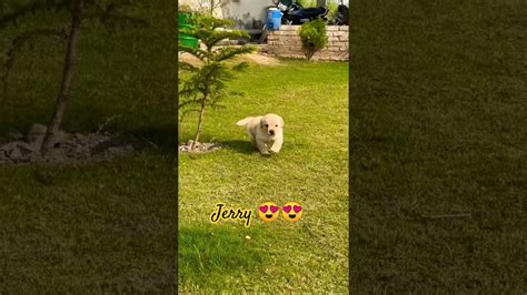 Cute Little Jerry 🐶 🐶 😍😍🥰🥰😘😘 Viral Shortvideos Labrador Doglover