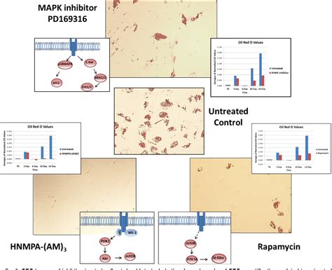 Figure 3 From Dynamic Protein Pathway Activation Mapping Of Adipose