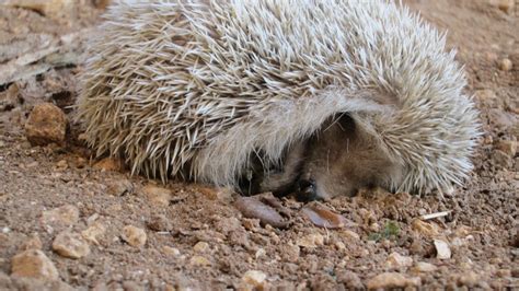 The spiky hedgehog - The Cliffs