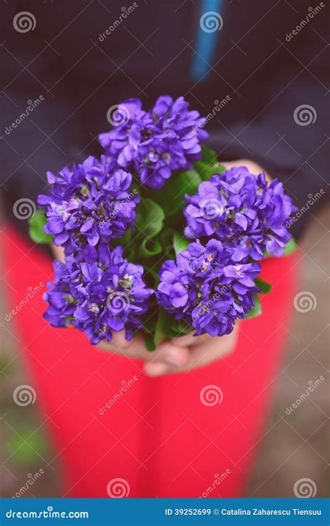 Sweet Violets Bouquet- Vertical Stock Image - Image of viola, sweet ...