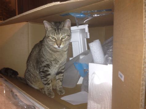 Playing with the new printer box | kevinbe | Flickr