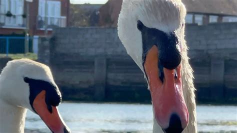 Swan Pair Anglesey Having Late Lunch Seeds 16 April 2024 YouTube