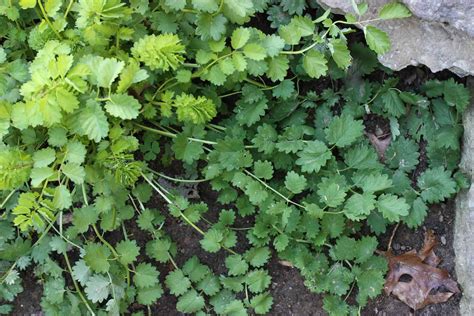 Salad Burnet How To Plant And Grow