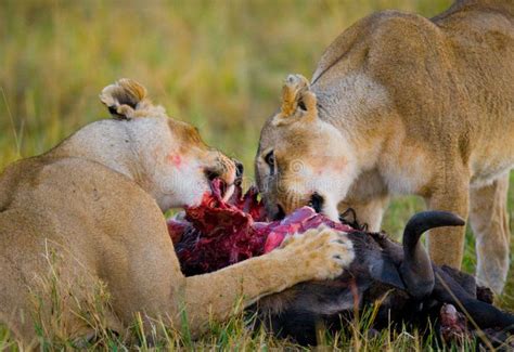 Dos Leonas Que Comen La Presa Parque Nacional Kenia Tanzania Masai Mara