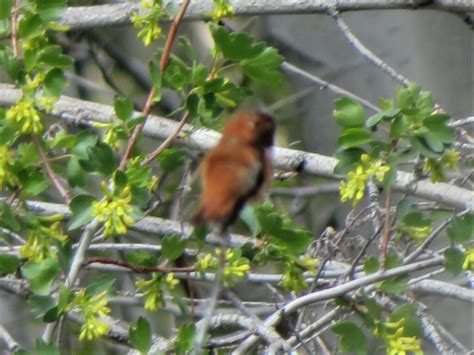 Rufous Hummingbird From Harney County Or Usa On May At