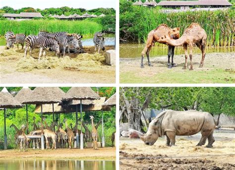 Safari World Bangkok A Full Review And How To Go Guide