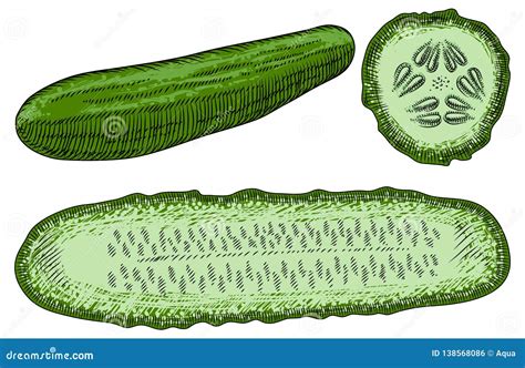 Green Cucumber Whole And Sliced On A White Background Detailed Drawing