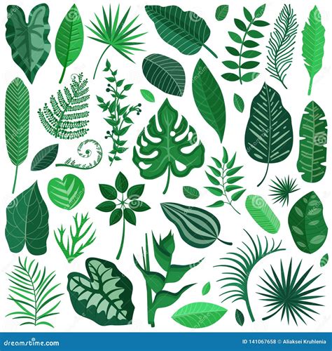 Rainforest Tropical Leaves Collection Stock Vector Illustration Of