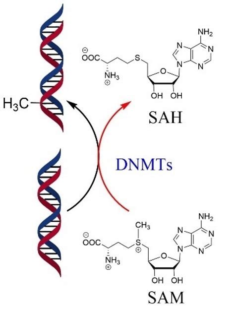 Quantification Of Global Dna Methylation Status By Lc Ms Ms