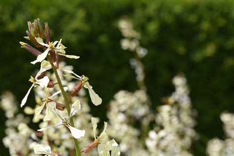 Banco de imagens árvore natureza ramo plantar folha flor salada