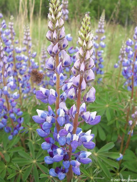 Lupinus Perennis Wild Lupine Minnesota Wildflowers