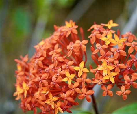 How To Grow Ixora Advice On Growing This Tropical Shrub Homes And Gardens