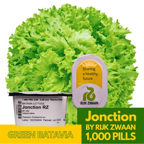 Jonction Green Batavia Lettuce Seeds By Rijk Zwaan Pills