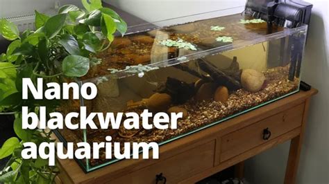 How To Build A Blackwater Aquarium A Comprehensive Guide For Beginners