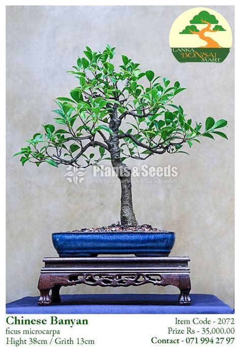 Chinese Banyan Bonsai Plants And Seeds